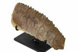 Fossil Hadrosaur (Edmontosaurus) Jaw Section with Stand - Montana #165892-4